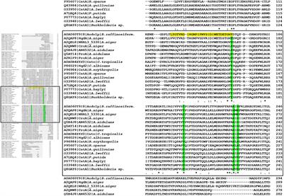 Characterization of Catechol-1,2-Dioxygenase (Acdo1p) From Blastobotrys raffinosifermentans and Investigation of Its Role in the Catabolism of Aromatic Compounds